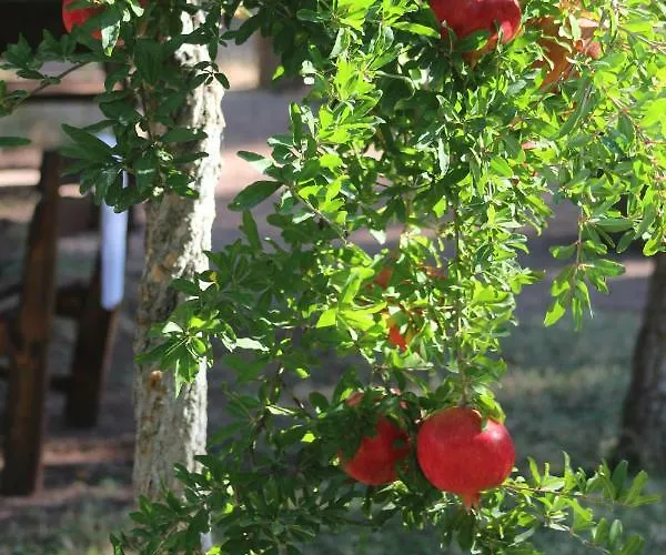 The Vegan 3* Antalya